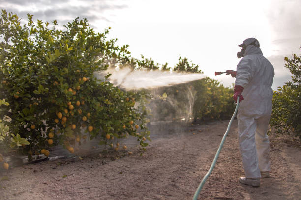 Best Pest Control Treatment  in Maumelle, AR